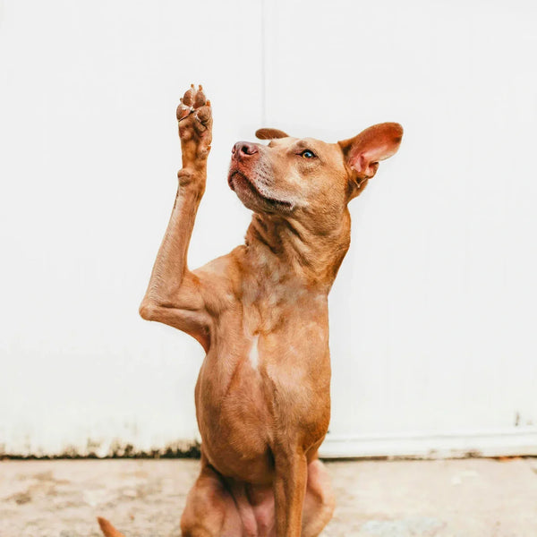 Image showcasing Understanding and Supporting Your Pet's Mental Health