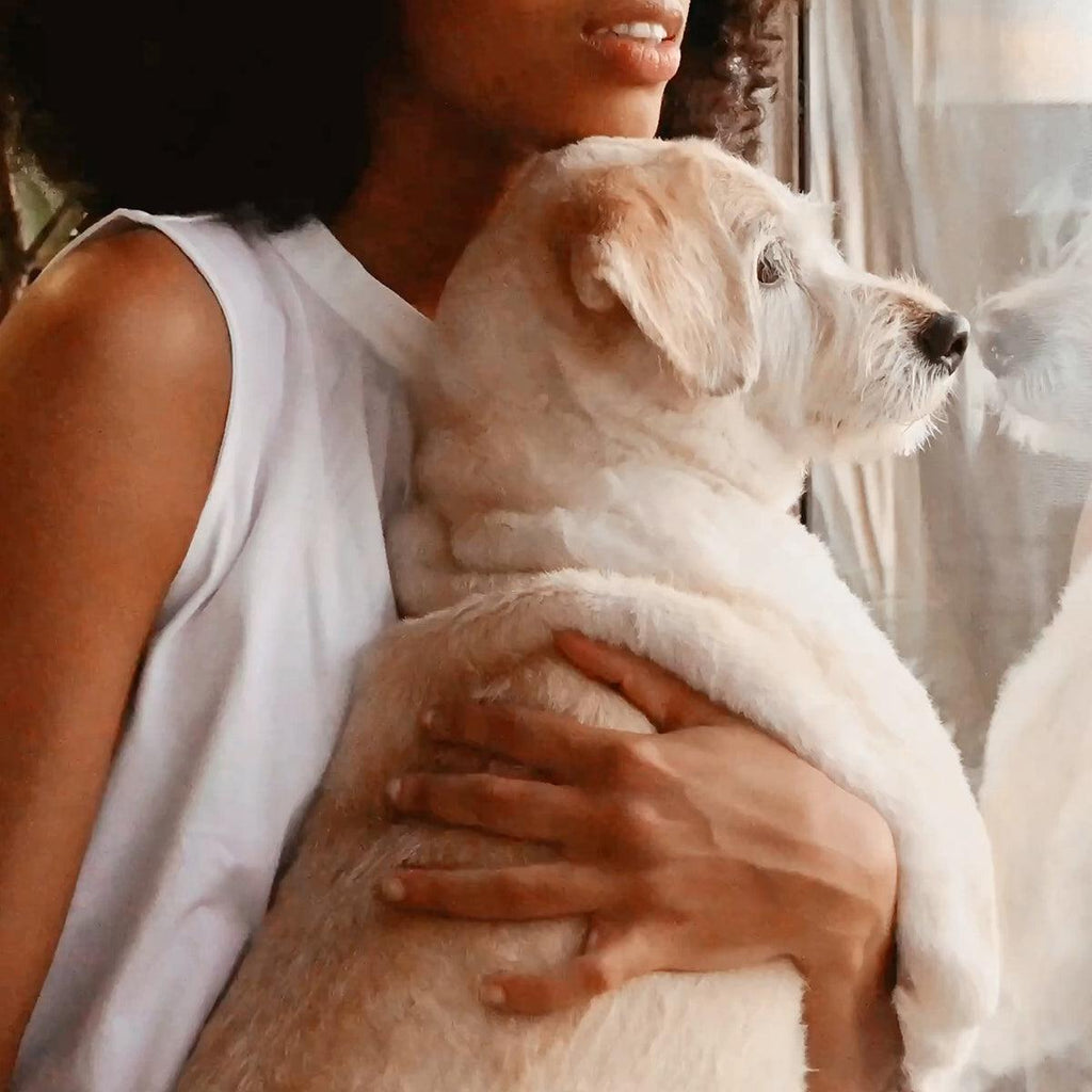 Blog Fighting Obesity in Pets - VOYAGER Dog Harnesses