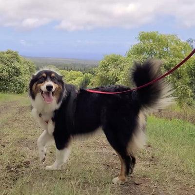 How to Leash Train Your Puppy - VOYAGER Dog Harnesses