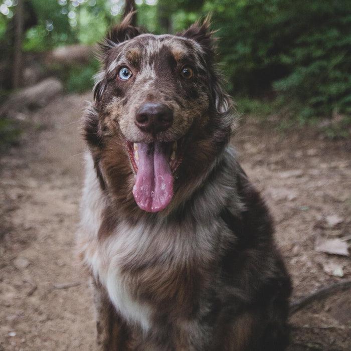 Hiking With Your Dog - VOYAGER Dog Harnesses