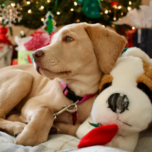 Pet Safety During Holidays: Keeping Pets Calm and Secure