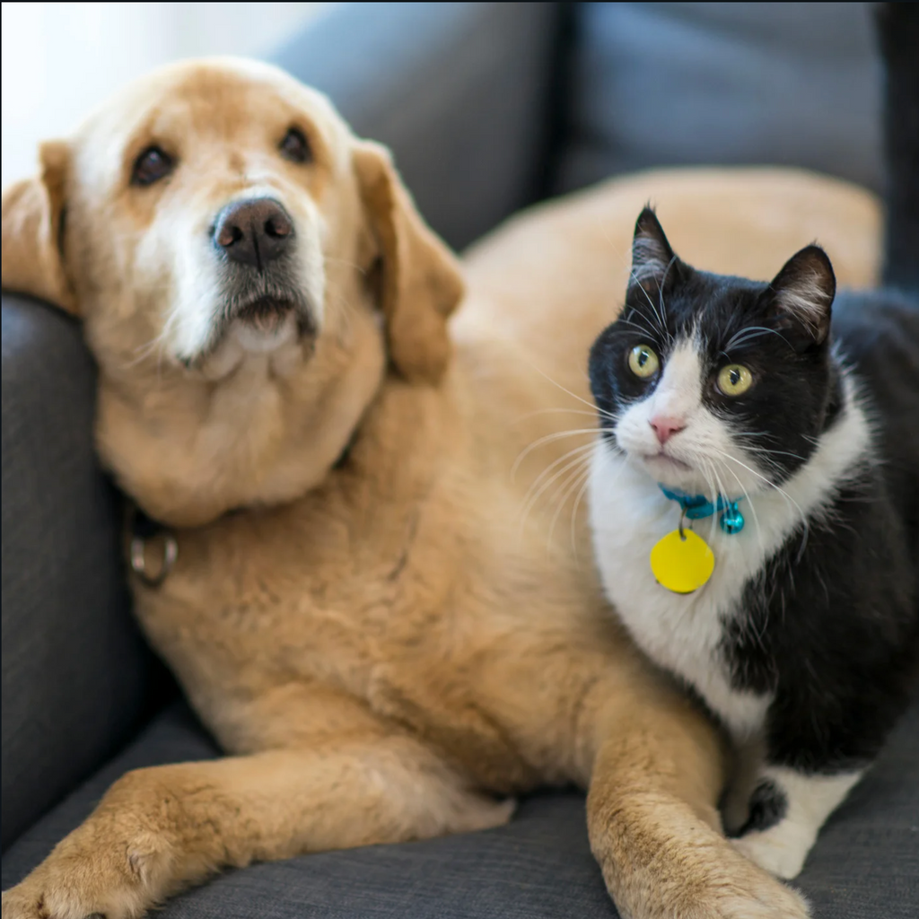 Good Vibes Only: How to Be a Good Neighbor with Your Pet