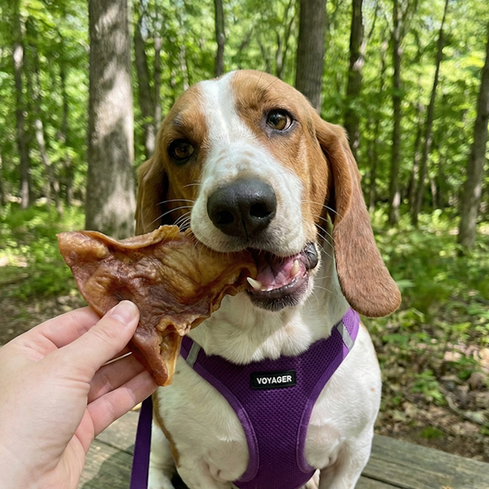 How to Give Dog Treats With Purpose Without Replacing Meals