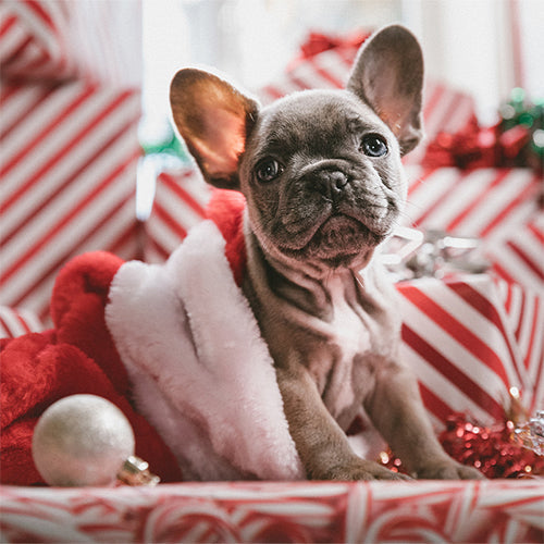 Holiday Pet Safety