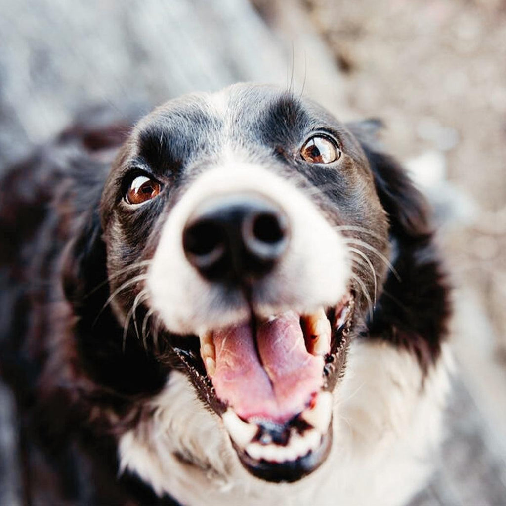 Blog Pet's Dental Health - VOYAGER Dog Harnesses