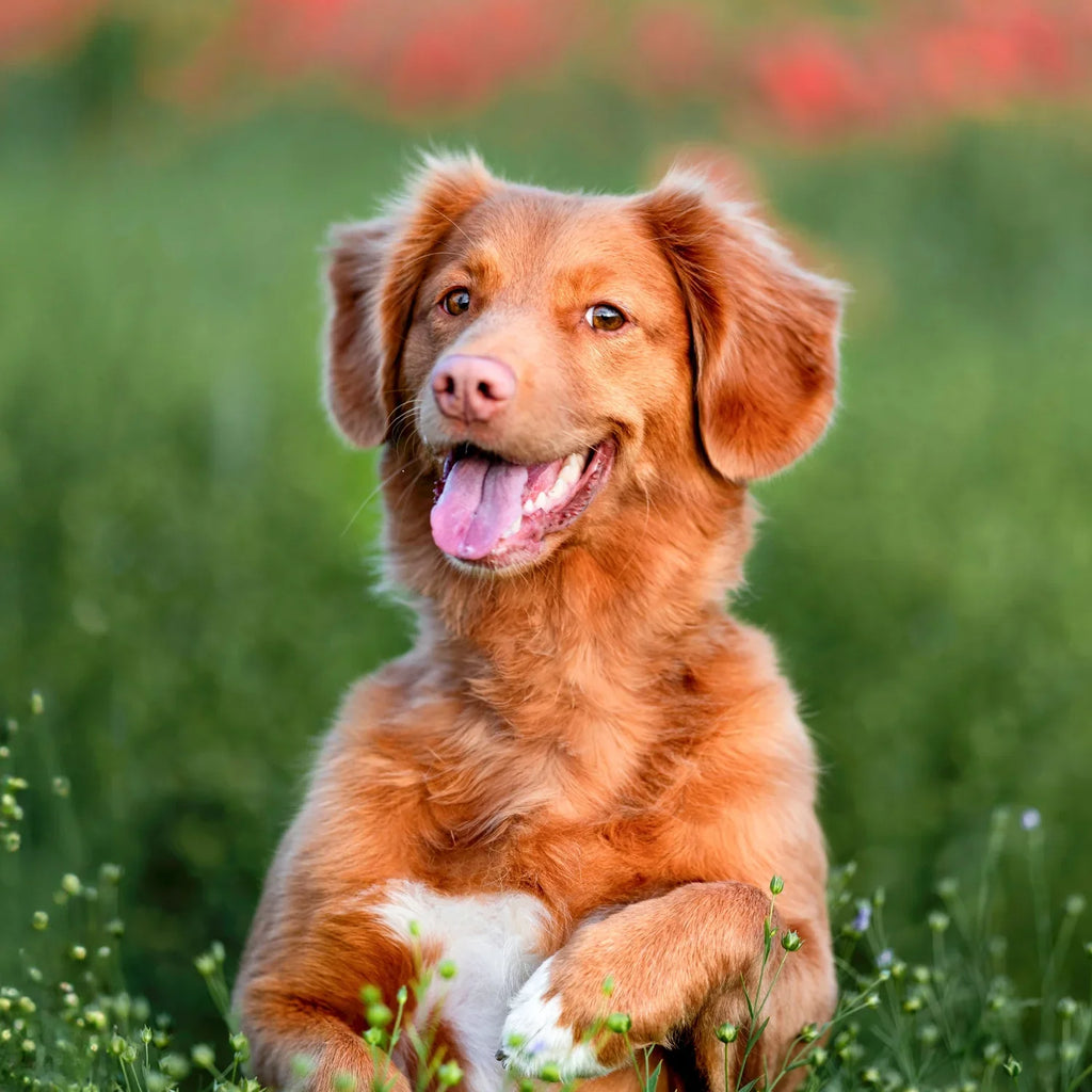 Understanding Dog Body Language: Interpreting Your Dog’s Signals and Emotions 
