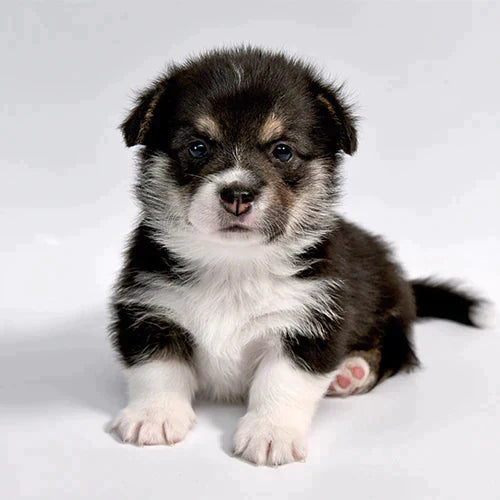 How To Pet Proof Your Home