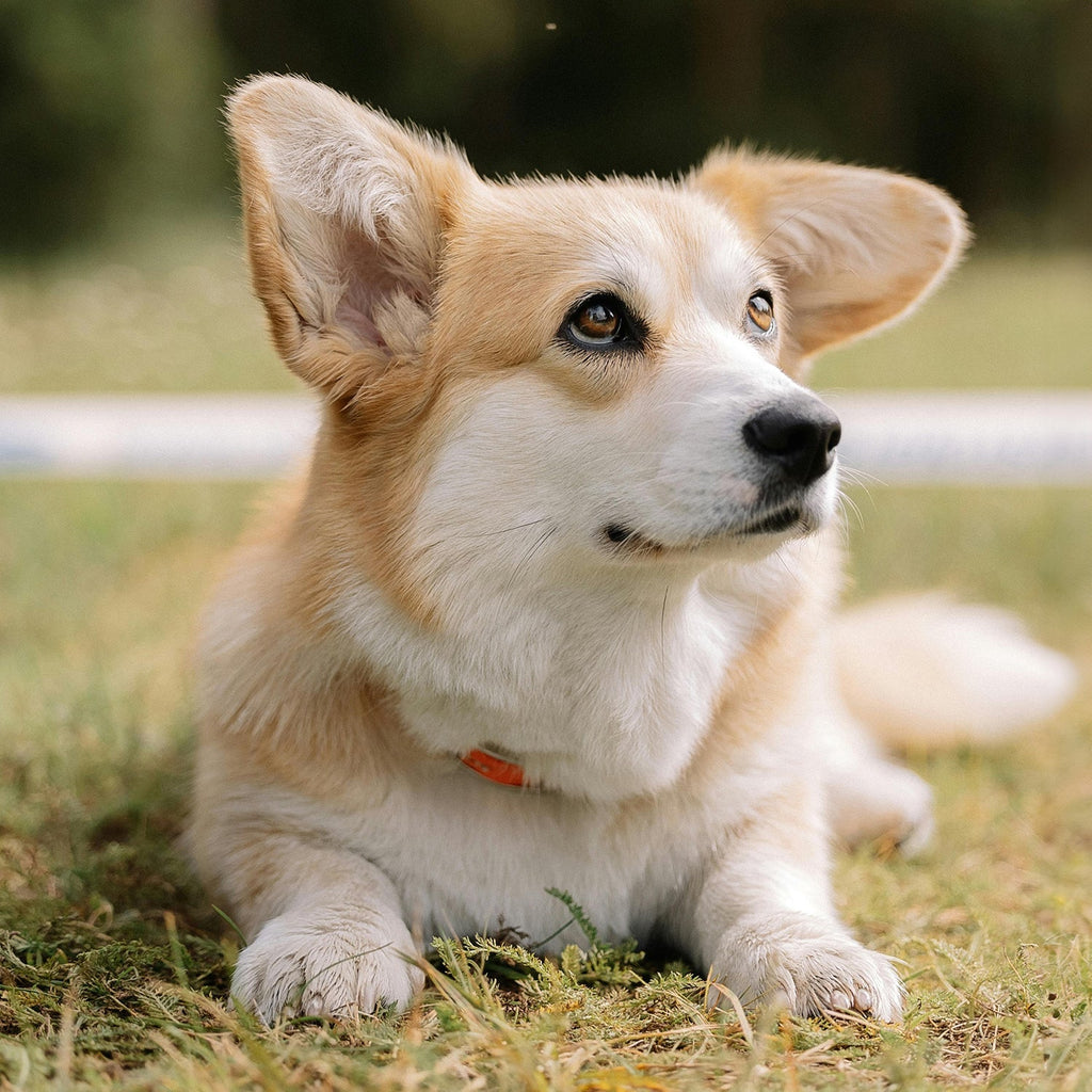 Caring For Senior Pets: Tips To Help Them Age With Grace