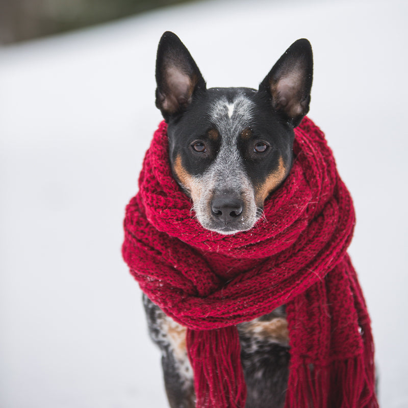 Cold Weather Dangers for Your Pet