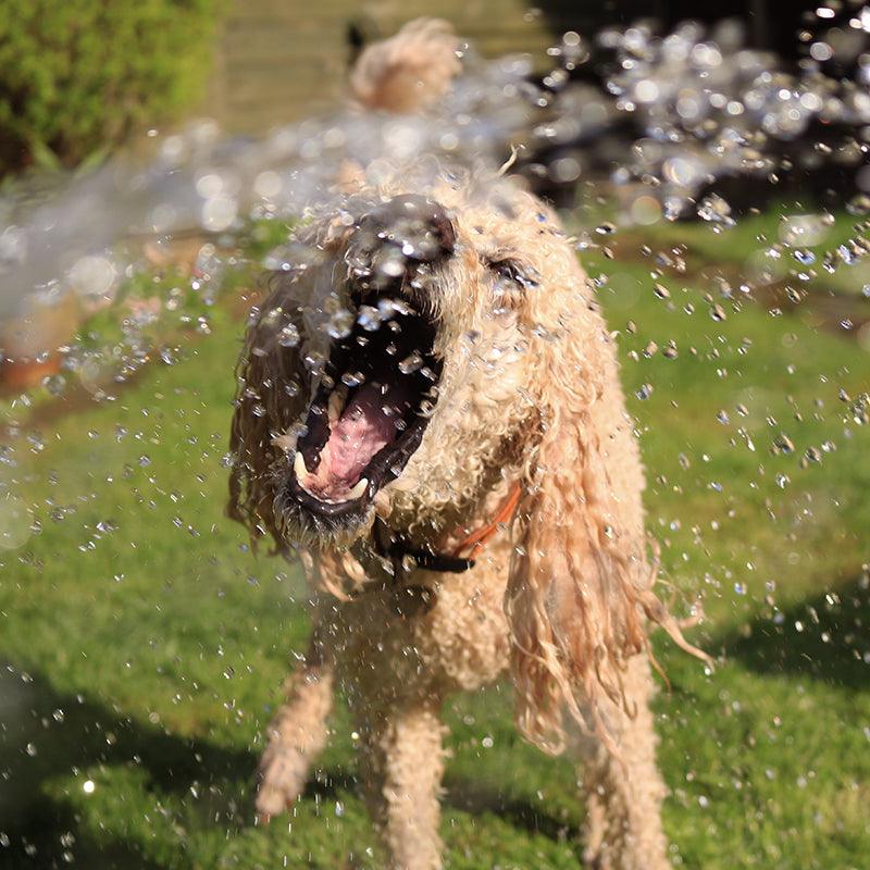 Keeping Your Pet Cool in the Summer Heat - VOYAGER Dog Harnesses