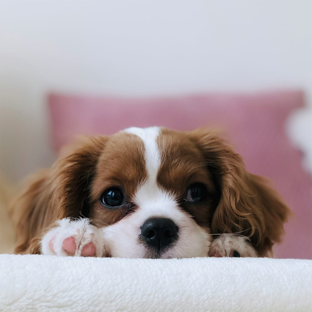 How To Recognize Boredom In Pets