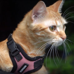 Cat Harness & Leash For Comfort & Safety