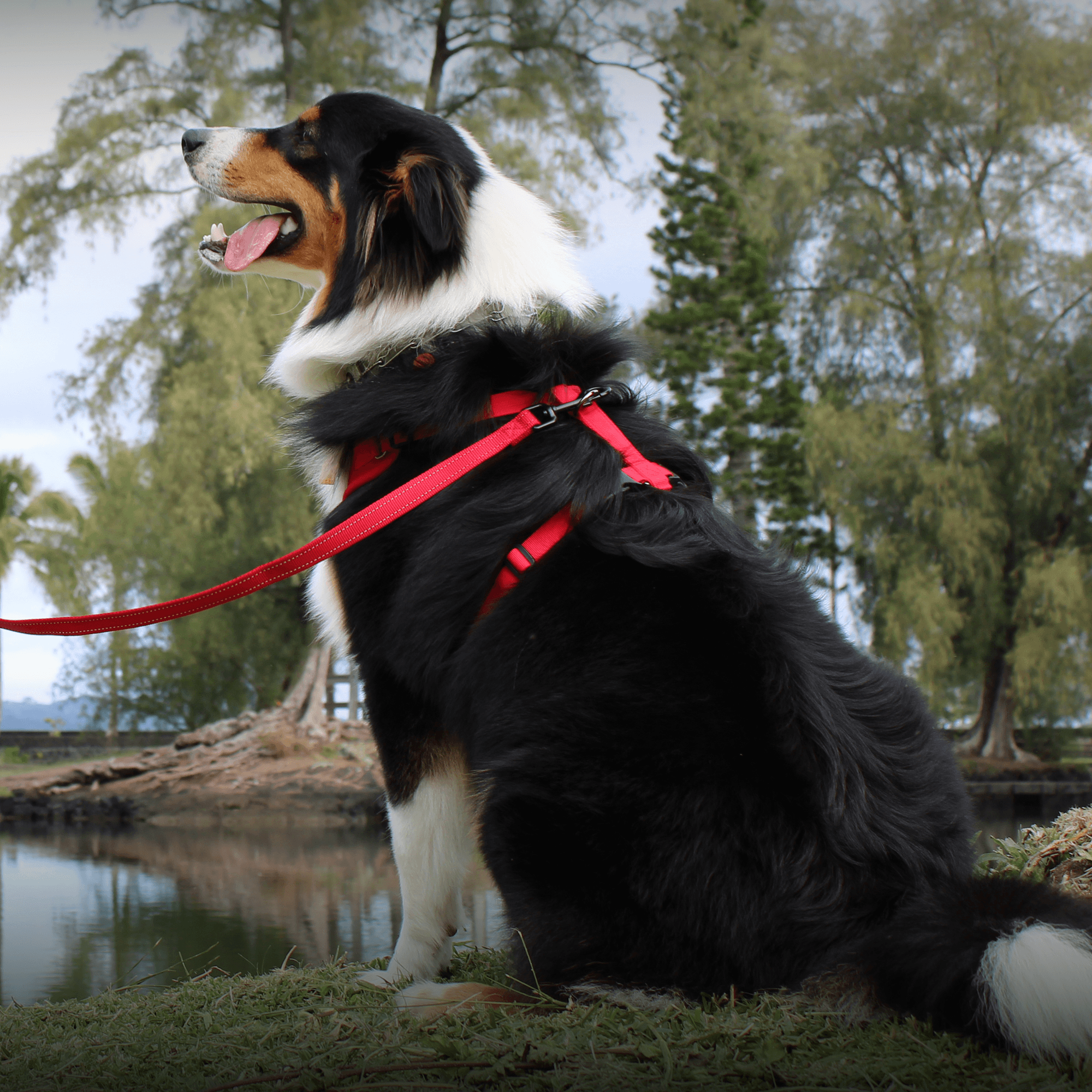 Harness & Leash Set - VOYAGER Dog Harnesses