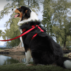 Safe & Secure Dog Harness And Leash Set