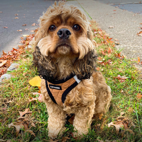 Step-In Plush - VOYAGER Dog Harnesses