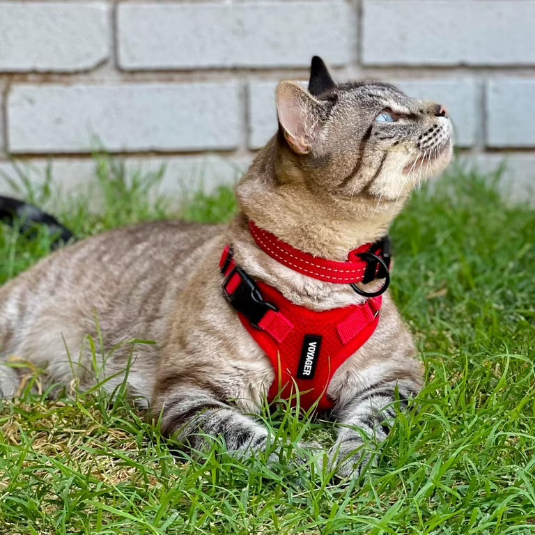 Cat Harnesses - VOYAGER Dog Harnesses