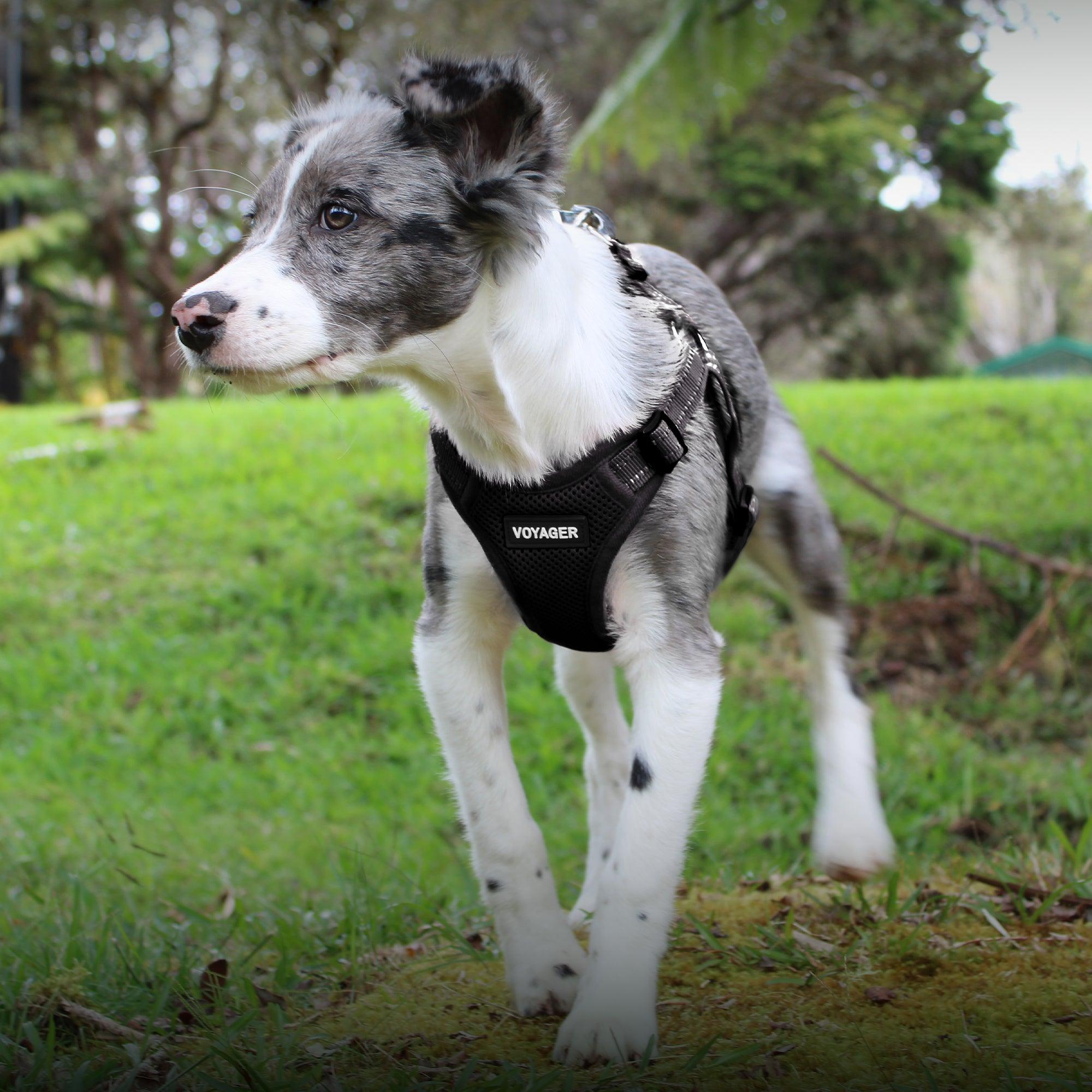 Step-In Flex - VOYAGER Dog Harnesses