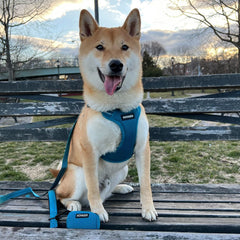 Adventure Dog Harness