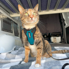 Adventure Cat Harness