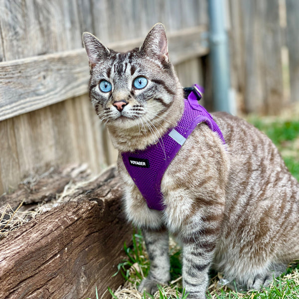 Comfortable & Secure Reflective Cat Harness For Stress-Free Walks