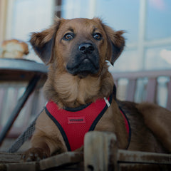 Step-In Air Mesh Harness