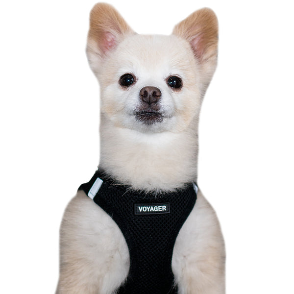 Small Dog Harness Made To Fit Your Smallest Pets Perfectly