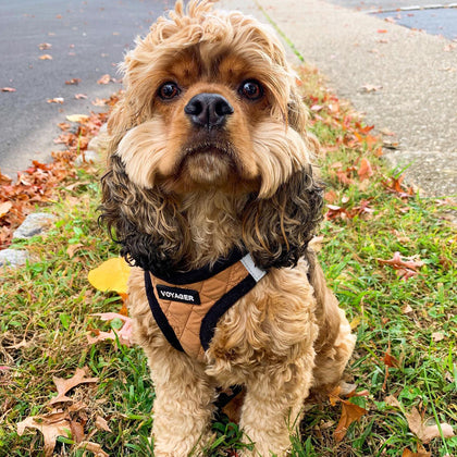 Step-In Plush Quilted Pet Harness