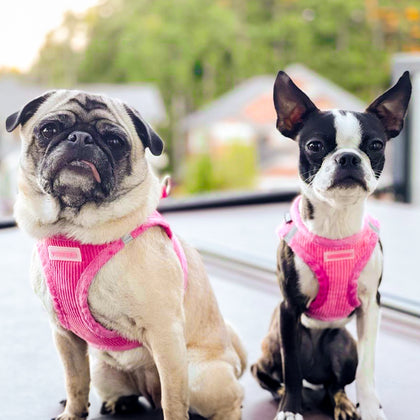 Step-In Plush Corduroy Pet Harness