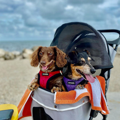 Step-In Plush Harness & Leash Set