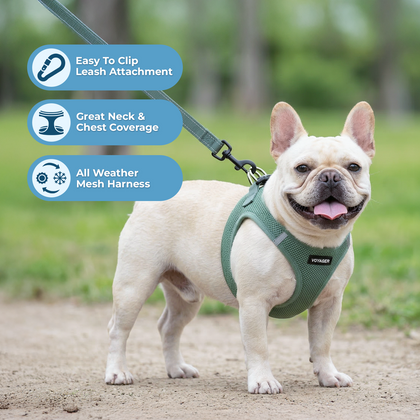 Halloween Step-in Air Harness & Leash Set