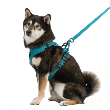Dual-Attachment Dog Harness