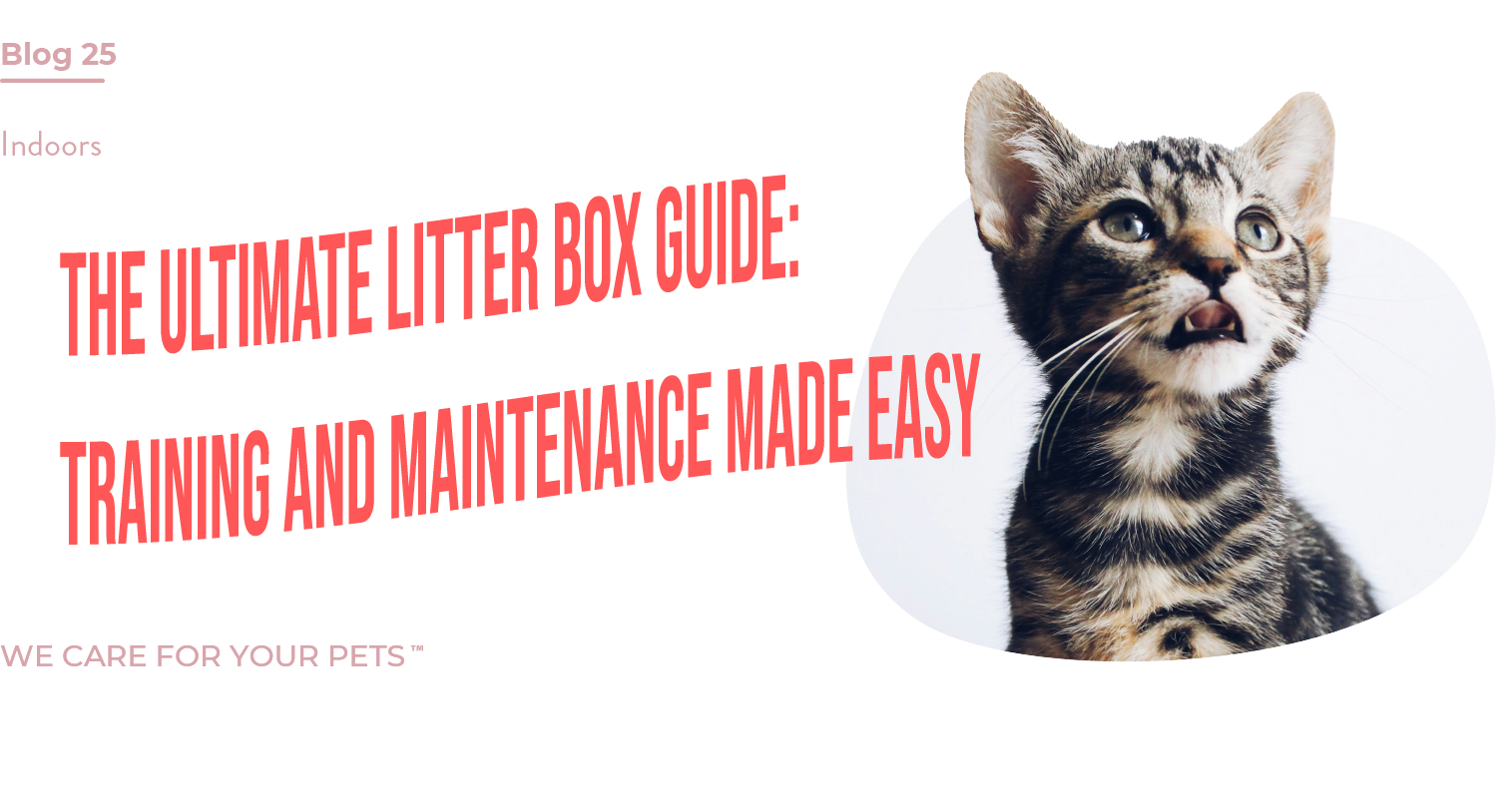 Litter Box Guide The Ultimate Litter Box Guide: Training and Maintenance Made Easy