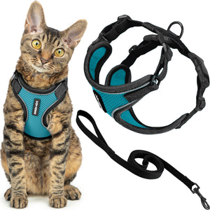 Cat wearing a blue harness with a matching leash on a white background
