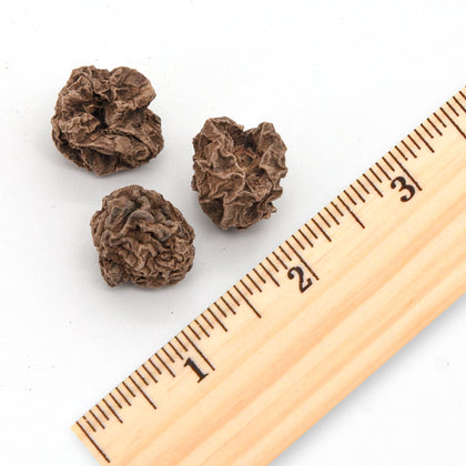 Catify Natural Silvervine Cat Chew Toys