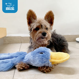 Best Pet Supplies Crinkle Duck Lifestyle photo dog with duck toy blue
