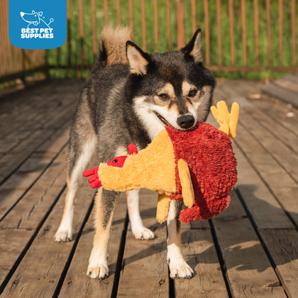 Crinkle Chicken Stuffless Dog Toy