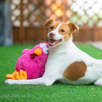 Mrs. Cluck Squeaky Plush Dog Toy