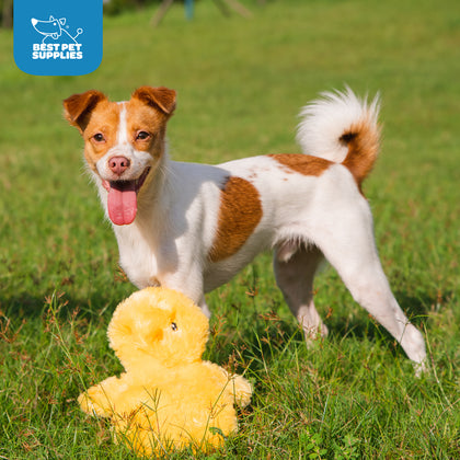 Crinkle Baby Chicken Stuffless Dog Toy Set