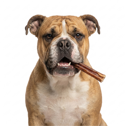 GigaBite Beef Pizzle Bully Stick Dog Treats