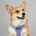 Corgi