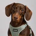 Dachshund