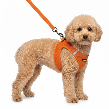 Step-In Air Harness & Leash Set with Matching Trim