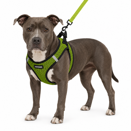 Step-in Air Harness & Leash Set