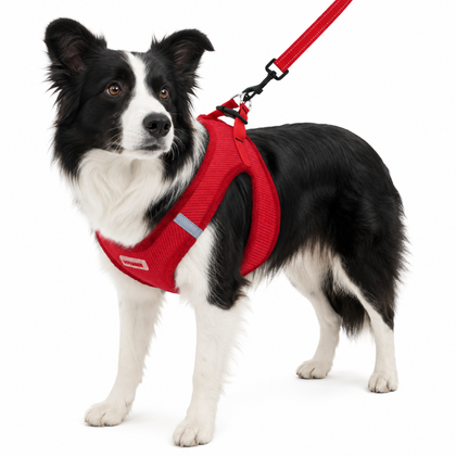 Step-In Air Harness & Leash Set with Matching Trim