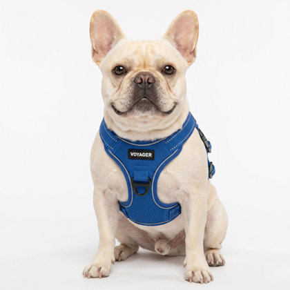 Dual-Attachment Dog Harness