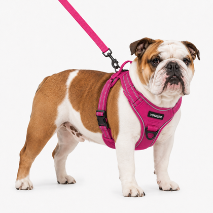 Dual-Attachment Dog Harness & Leash Set