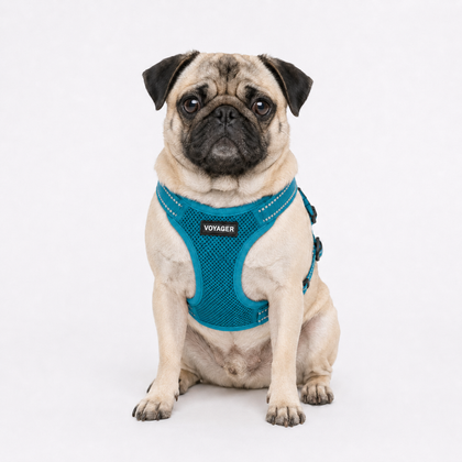 Is Voyager Harness Worth It for Most Dogs?