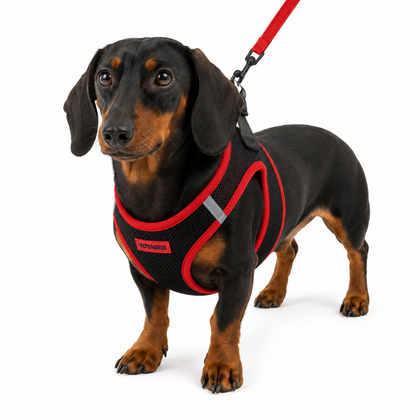 Step-In Air Mesh Harness & Leash Set For Ultimate Comfort
