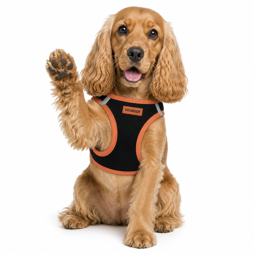 Step-In Air Pet Harness Black with Color Trim