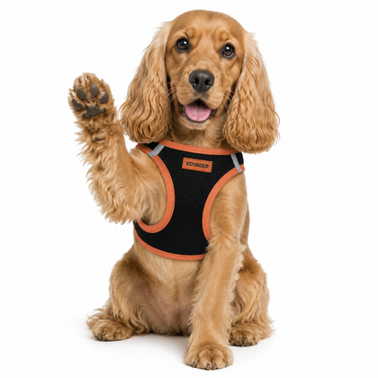 Step-In Air Pet Harness Black with Color Trim